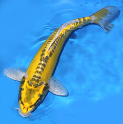 Карп КОИ Зеркальный Ассорти, M Карп КОИ Зеркальный Ассорти, M